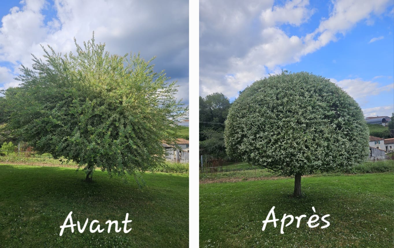 Nos jardiniers se tiennent à votre disposition pour tailler vos arbres à Saint Gaudens