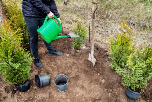 Plantation de haies effectuée par notre paysagiste avec son matériel professionnel à Lannemezan